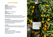 Domaine Guillaman Gros Manseng 2024